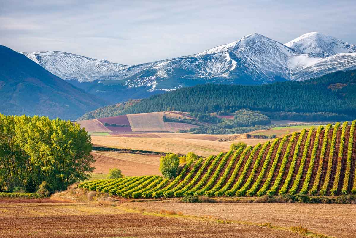 Paisaje de la comunidad autónoma de La Rioja con hileras de viñedos verdes en primer plano y el Monte San Lorenzo nevado al fondo en la Sierra de la Demanda.